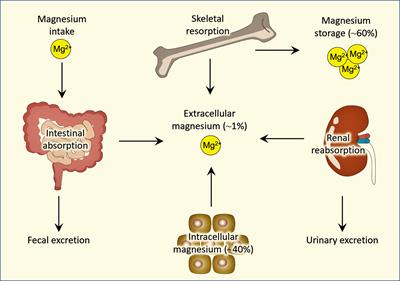 Can Maintaining Optimal Magnesium Balance Reduce the Disease Severity of COVID-19 Patients?